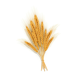 成熟的麦穗png元素素材