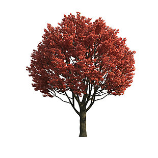 一棵红色树叶的树png元素素材