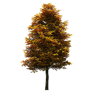 黄色树叶的树png元素素材
