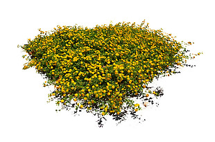 一片黄色花坪png元素素材