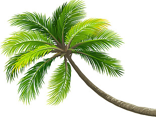 一棵椰子树png元素素材