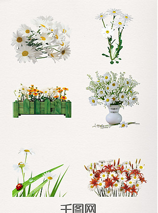 重阳节白色菊花装饰图案