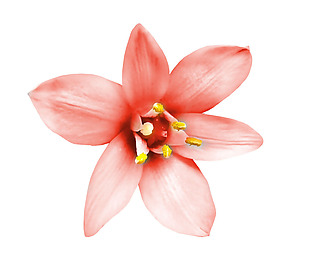 浪漫粉色花朵元素