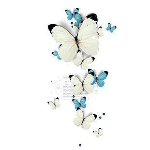 蓝色和白色的蝴蝶png元素素材