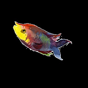 彩色水彩手绘鱼透明素材