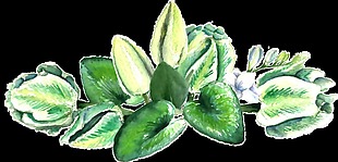 绿色清新植物透明素材