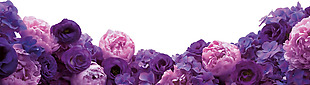 紫色玫瑰花朵png元素素材