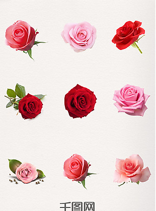 粉玫瑰红玫瑰蓝色玫瑰花装饰元素