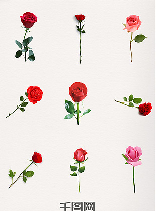 一支粉玫瑰红玫瑰玫瑰花