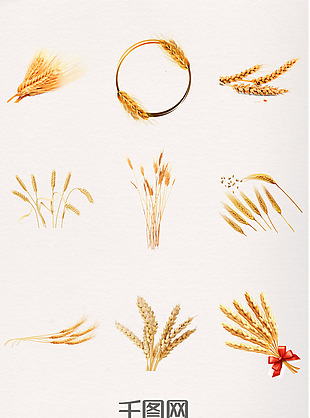 秋季丰收金黄色麦穗