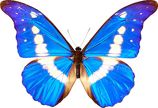 蓝色花纹蝴蝶免抠png透明素材