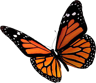 橙色漂亮蝴蝶免抠png透明素材