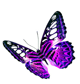 漂亮紫色的蝴蝶免抠png透明素材