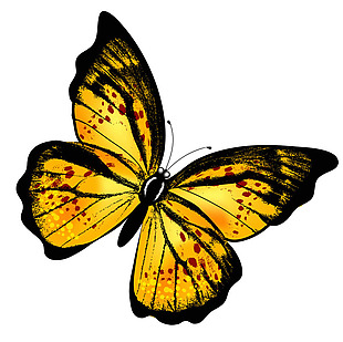 黄色黑色蝴蝶免抠png透明素材