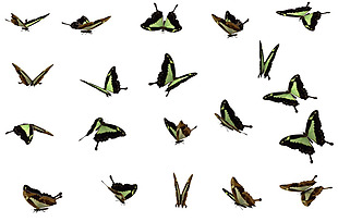 各种姿态的蝴蝶免抠png透明素材