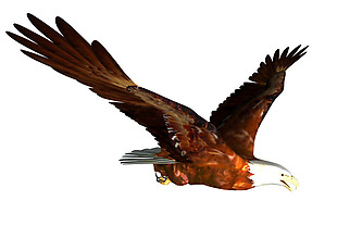 展翅飞翔的老鹰免抠png透明素材