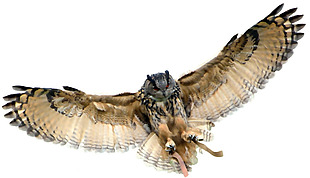 展翅飞翔的猫头鹰免抠png透明素材