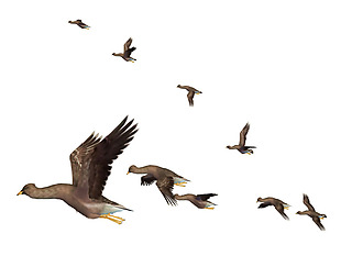 一群飞翔的野鸭免抠png透明素材