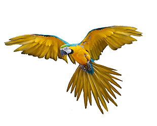 飞翔的漂亮鹦鹉免抠png透明素材