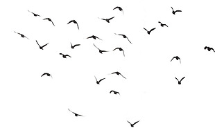 天空种飞翔的鸟群免抠png透明素材