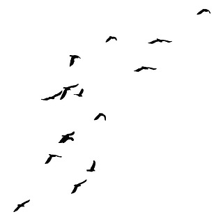 一群黑的鸟群免抠png透明素材