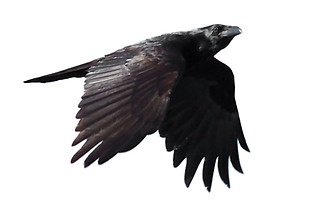 挥着翅膀的乌鸦免抠png透明素材