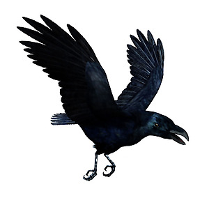 展翅高飞的乌鸦免抠png透明素材