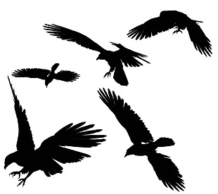 各种姿态的乌鸦免抠png透明素材