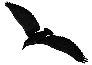 翱翔的黑乌鸦免抠png透明素材