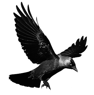 正飞翔的乌鸦免抠png透明素材