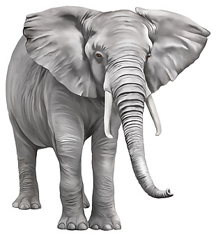 手绘灰色大象免抠png透明素材