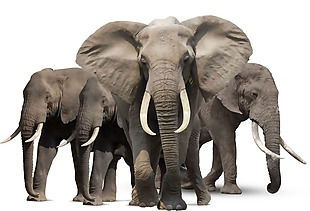 三头大象图片免抠png透明素材