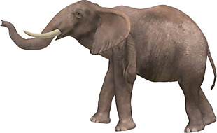 大象侧面图免抠png透明素材