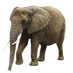 棕褐色大象免抠png透明素材