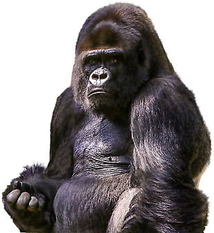 坐着的大猩猩免抠png透明素材