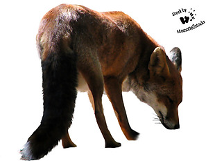 低头的狐狸免抠png透明素材