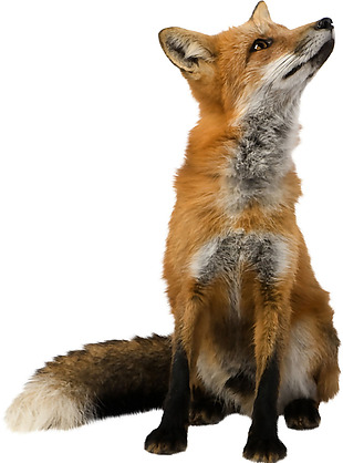 仰头的狐狸免抠png透明素材