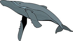 手绘灰蓝色鲸鱼免抠png透明素材
