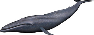 灰蓝色大鲸鱼免抠png透明素材