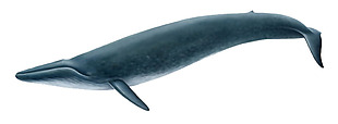 摆尾的鲸鱼免抠png透明素材
