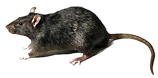 黑色毛发的老鼠免抠png透明素材
