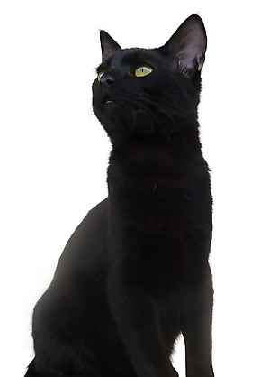 蹲着仰望的黑猫免抠png透明素材