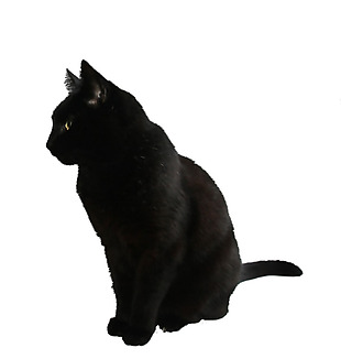 蹲坐的小黑猫免抠png透明素材