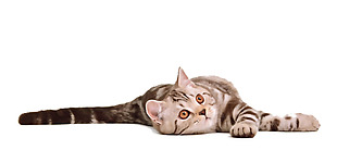 躺地上的小猫免抠png透明素材