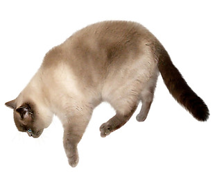 黑色尾巴的猫免抠png透明素材