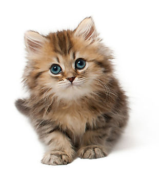 蓝色大眼睛小猫免抠png透明素材
