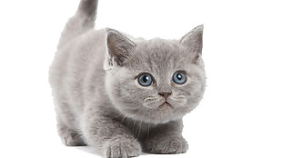 灰色可爱小猫免抠png透明素材