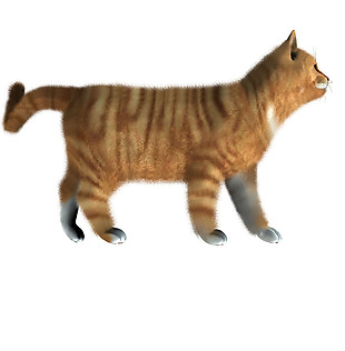 棕色条纹猫侧面图免抠png透明素材