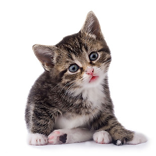 可爱大眼睛小猫免抠png透明素材