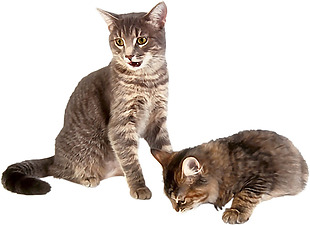 两只玩耍的猫免抠png透明素材
